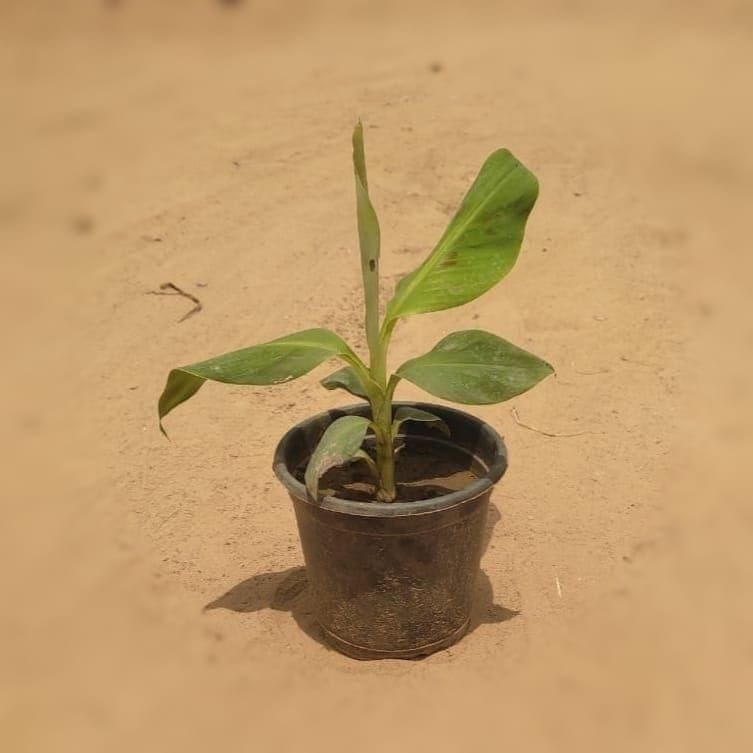Banana Plant in 6 Inch Plastic Pot