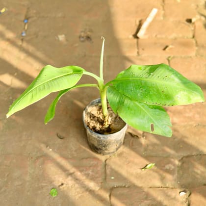 Buy Banana Plant in 5 Inch Plastic Pot Online | Urvann.com