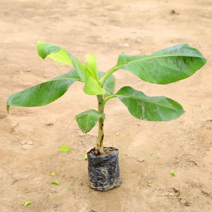 Buy Banana / Kela Plant in 4 Inch Nursery Bag Online | Urvann.com