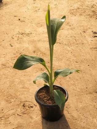 Buy Banana in 8 Inch Plastic pot Online | Urvann.com
