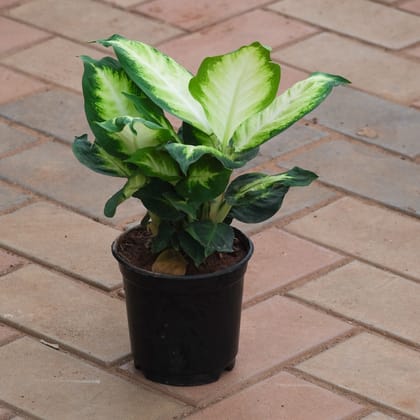 Dieffenbachia Seguine in 6 Inch Nursery Pot