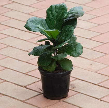 Fiddle Leaf Fig / Ficus Lyrata (~ 1. 5 Ft) in 5 Inch Nursery Pot