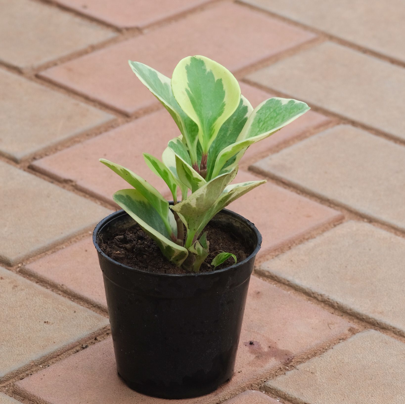Peperomia / Radiator Plant in 4 Inch Nursery Pot (colour may vary)