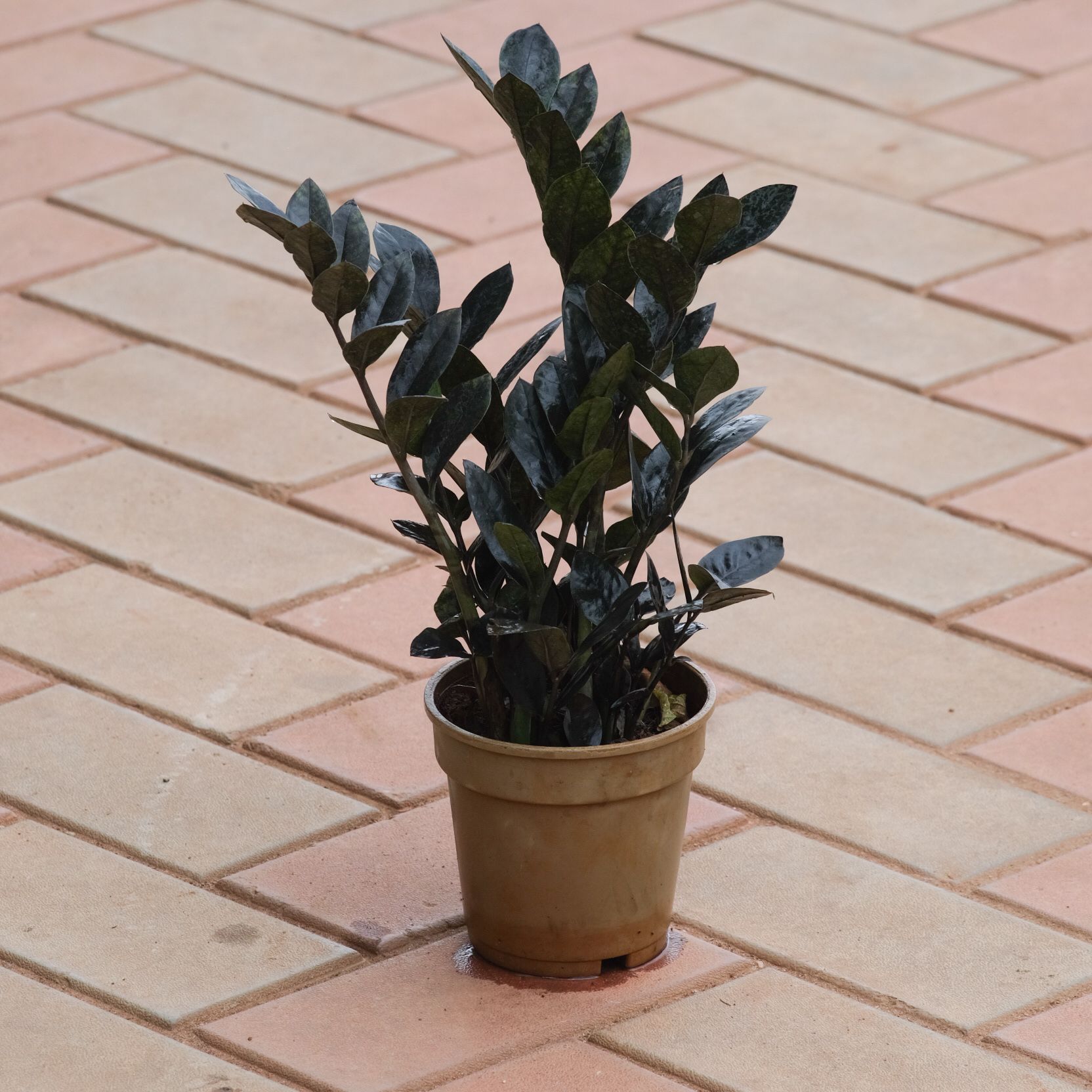 Black Zz in 4 Inch Nursery Pot
