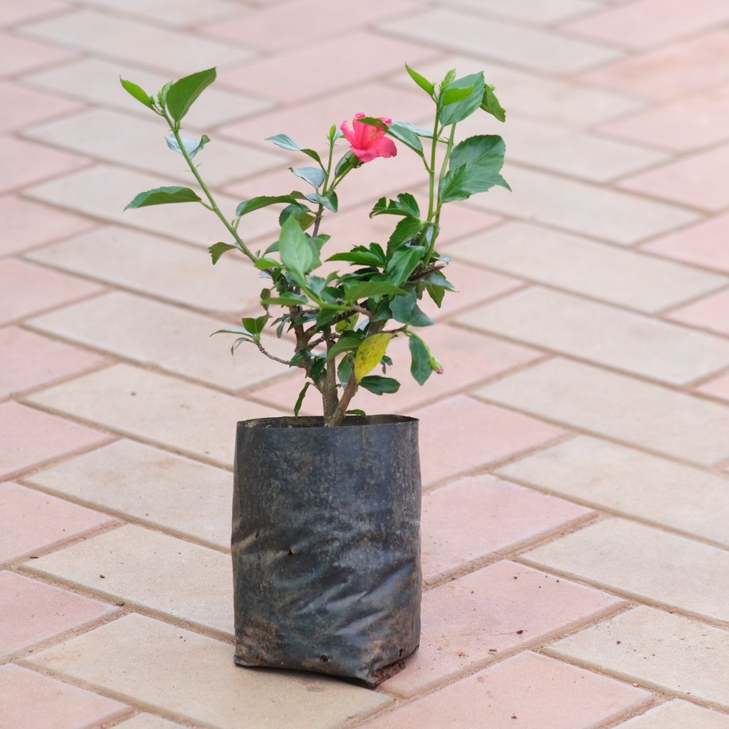 Hibiscus / Gudhal China Pink in 5 Inch Nursery Bag