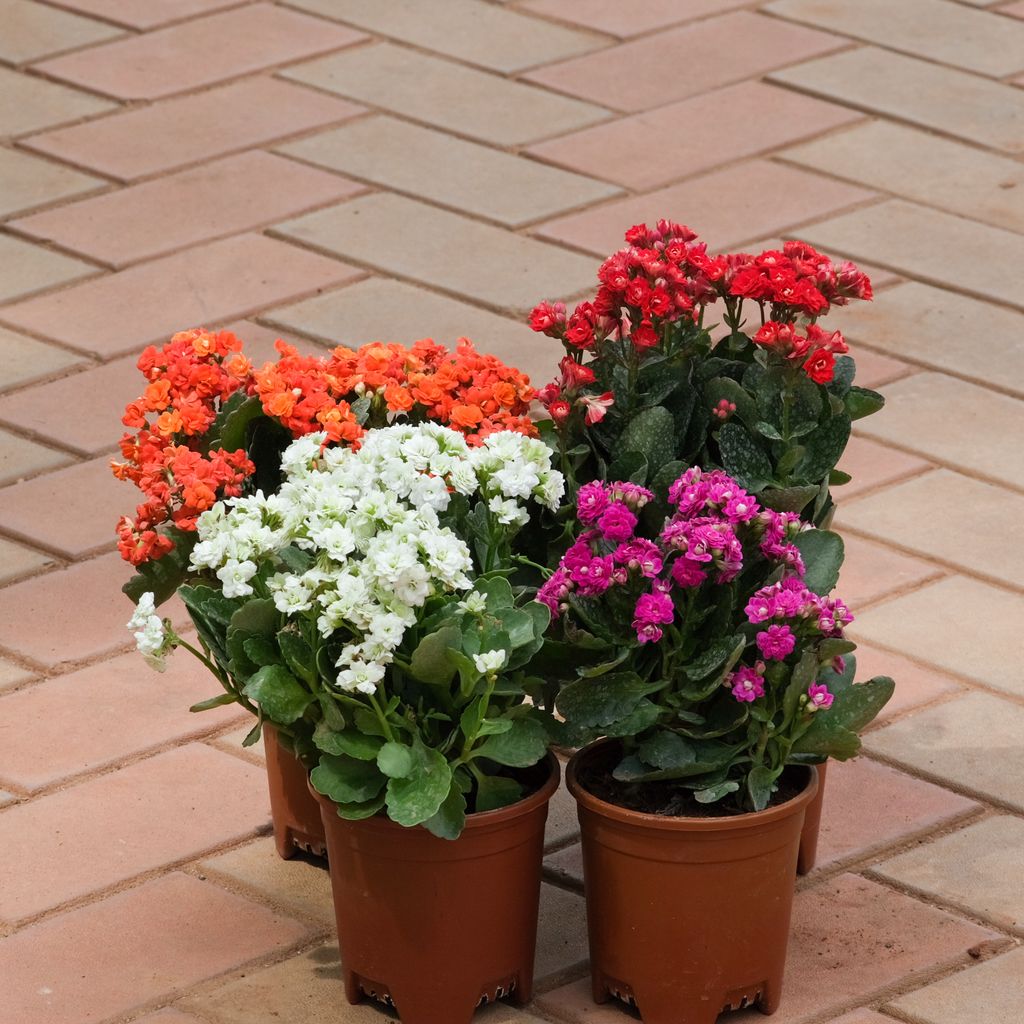 Buy Kalanchoe Special - Set Of 4 Kalanchoe Succulent ( Red , Pink ,Orange & White) in 4 Inch Plastic Pot Online | Urvann.com Kalanchoe Special - Set Of 4 Kalanchoe Succulent (Red, Pink, Orange & White) in 4 Inch Nursery Pot