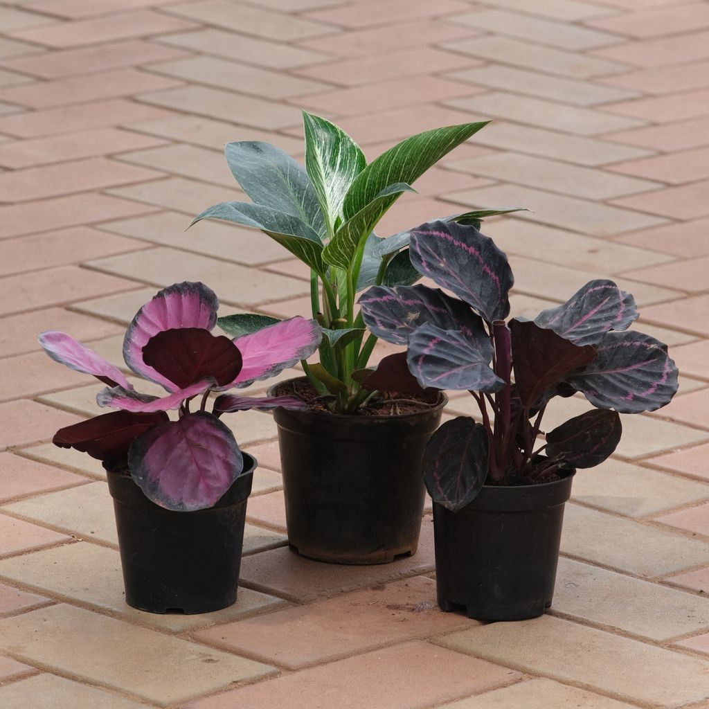 Buy Set of 2 - Calathea (Dottie Red & Rosy) & Philodendron Birkin in 4 Inch Plastic Pot Online | Urvann.com Set of 2 - Calathea (Dottie Red & Rosy) & Philodendron Birkin in 4 Inch Nursery Pot