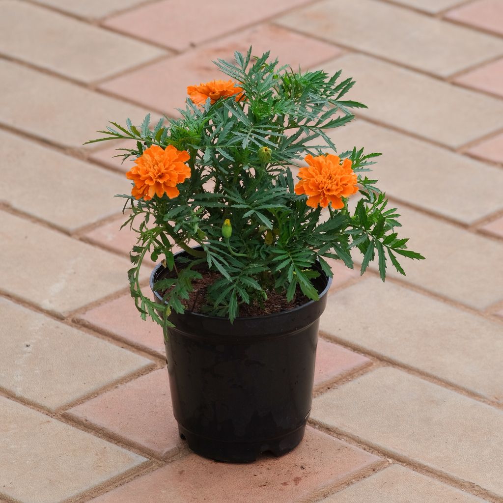 Marigold / Genda French Orange in 4 Inch Nursery Pot