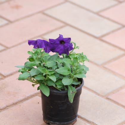 Buy Petunia Blue in 4 Inch Plastic Pot Online | Urvann.com