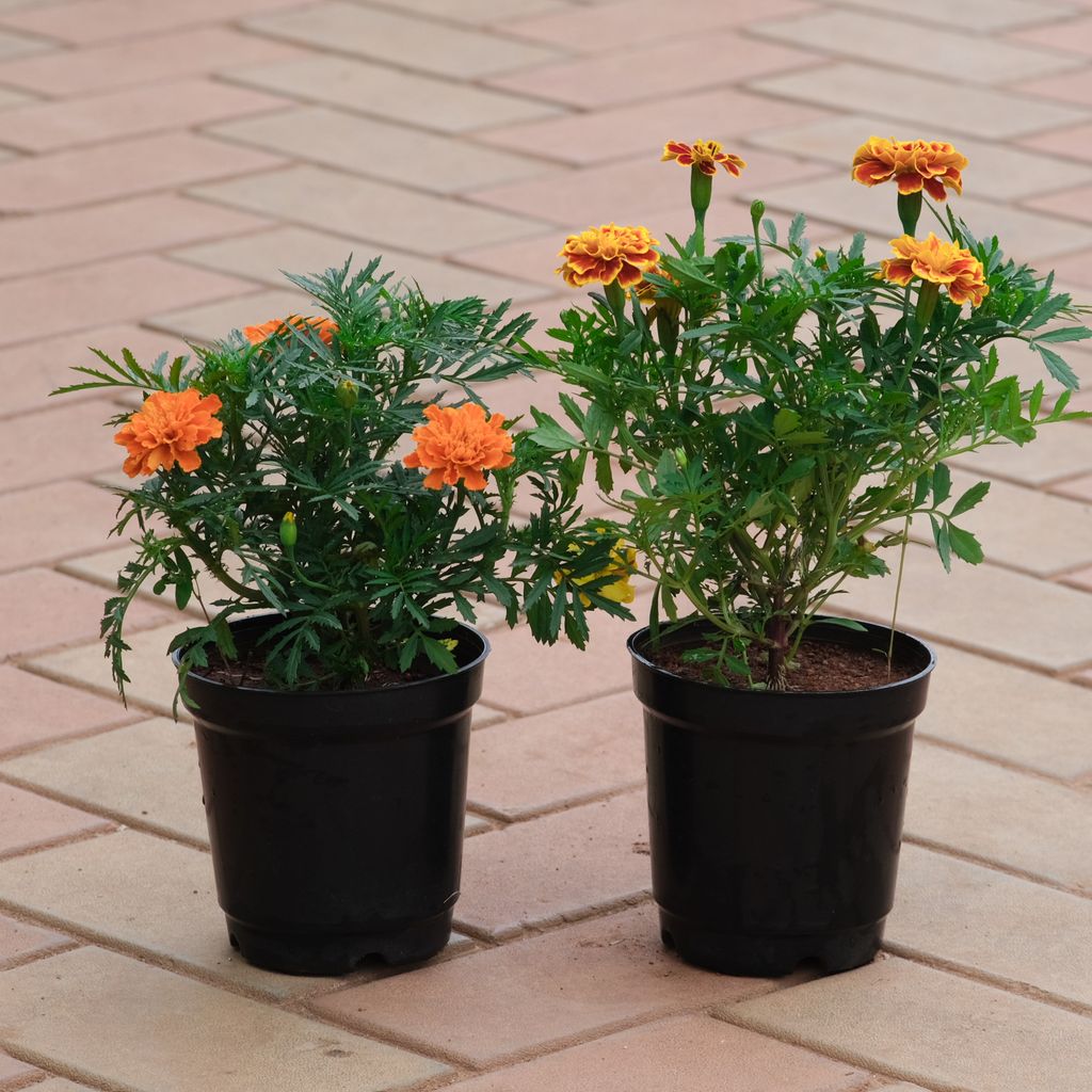 Set of 2 - Marigold / Genda (French Orange & Red-Orange) in 4 Inch Nursery Pot