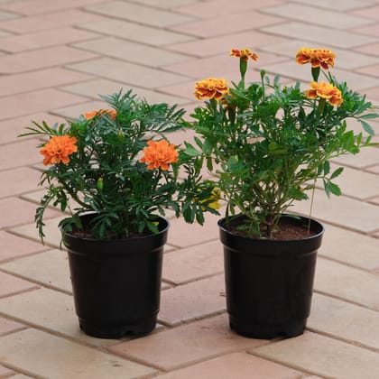 Buy Set of 2 - Marigold (French Orange & Red-Orange) in 4 Inch Plastic Pot Online | Urvann.com