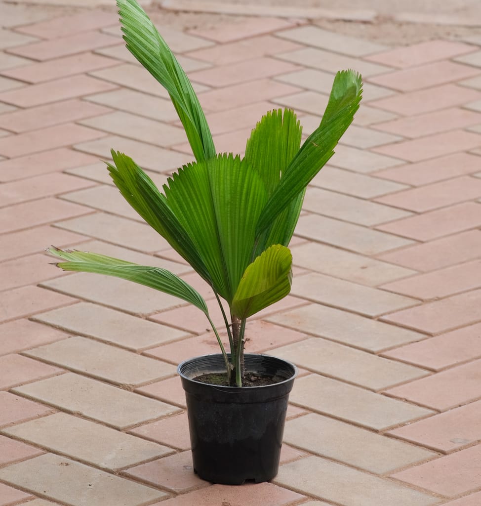 Ruffled Fan Palm / Licuala grandis Palm in 4 Inch Nursery Pot