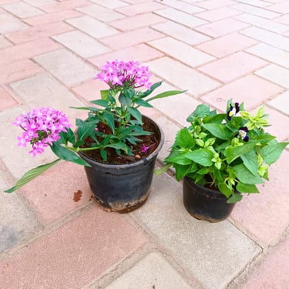 Buy Set of 2- Torenia/ Wishbone & Pentas (any colour) in 4 Inch Plastic Pot Online | Urvann.com