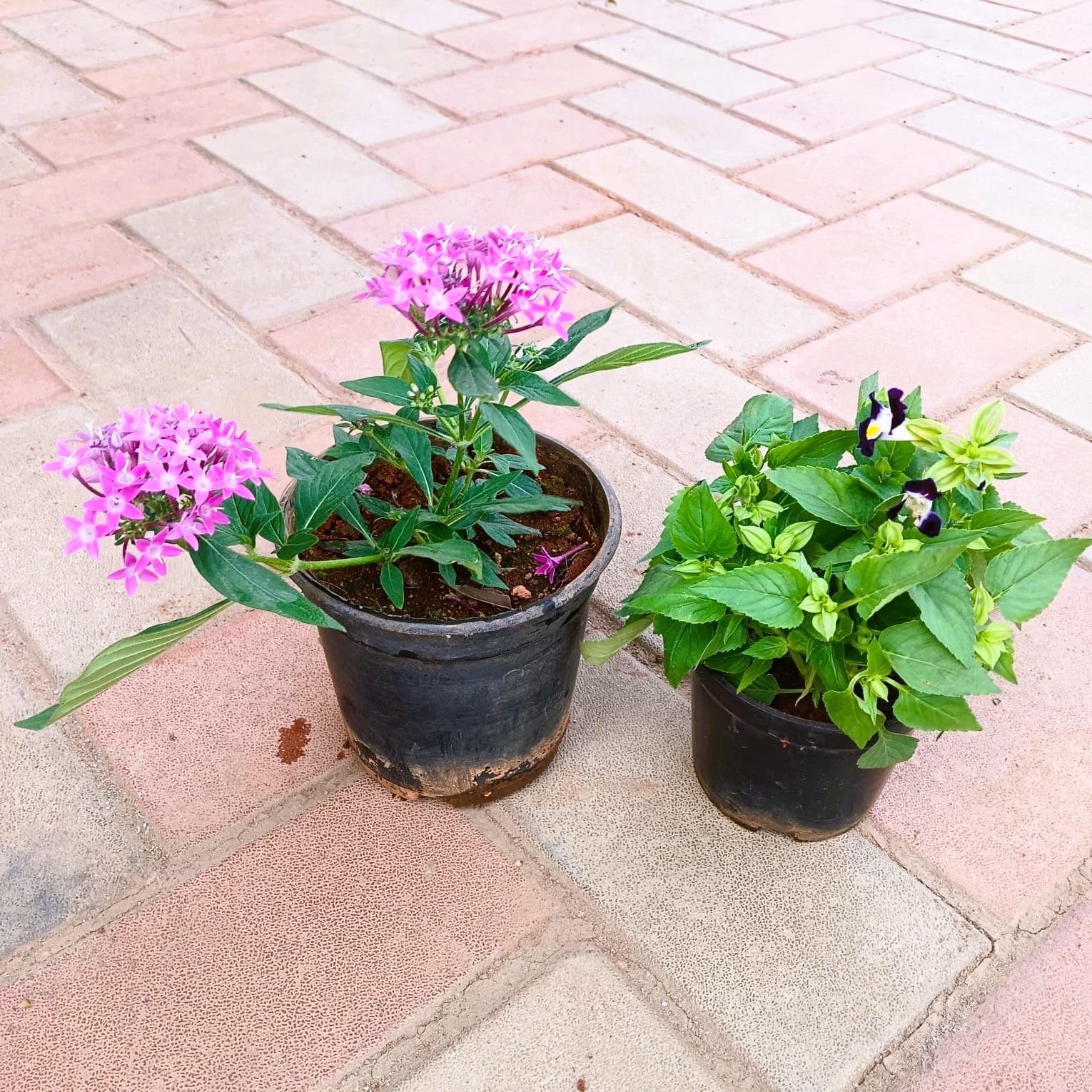 Set of 2- Torenia/ Wishbone & Pentas (any colour) in 4 Inch Nursery Pot