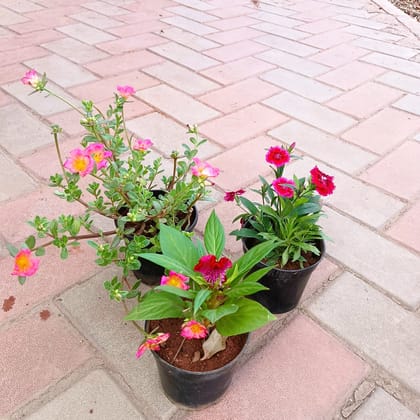 Buy Set of 3 - Portulaca Moss Rose, Dianthus & Celosia (any colour) in 4 Inch Plastic Pot Online | Urvann.com