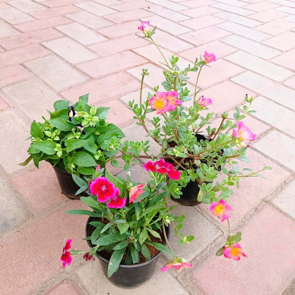 Buy Set of 3 - Portulaca Moss Rose, Torenia / Wishbone & Celosia/ Cockscomb (any colour) in 4 Inch Plastic Pot Online | Urvann.com Set of 3 - Portulaca Moss Rose, Torenia / Wishbone & Celosia/ Cockscomb (any colour) in 4 Inch Nursery Pot