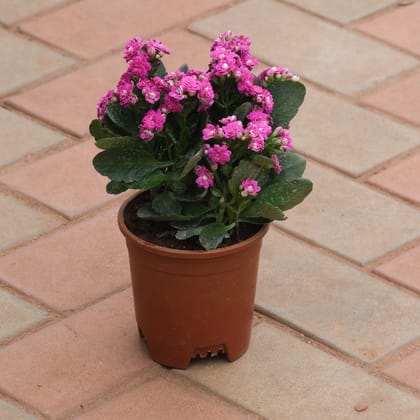 Buy Kalanchoe Succulent Pink in 4 Inch Plastic Pot Online | Urvann.com
