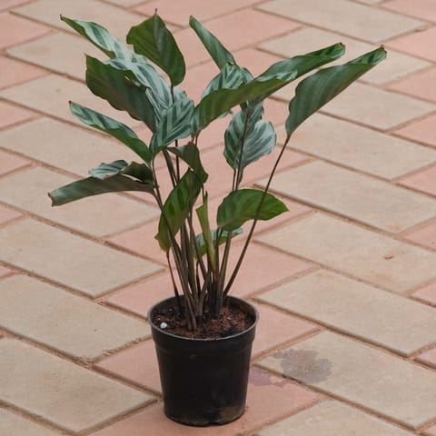 Calathea Freddie in 4 Inch Nursery Pot