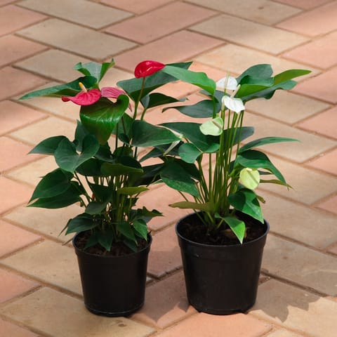 Set of 2 - Anthurium (White & Red) in 4 Inch Nursery Pot