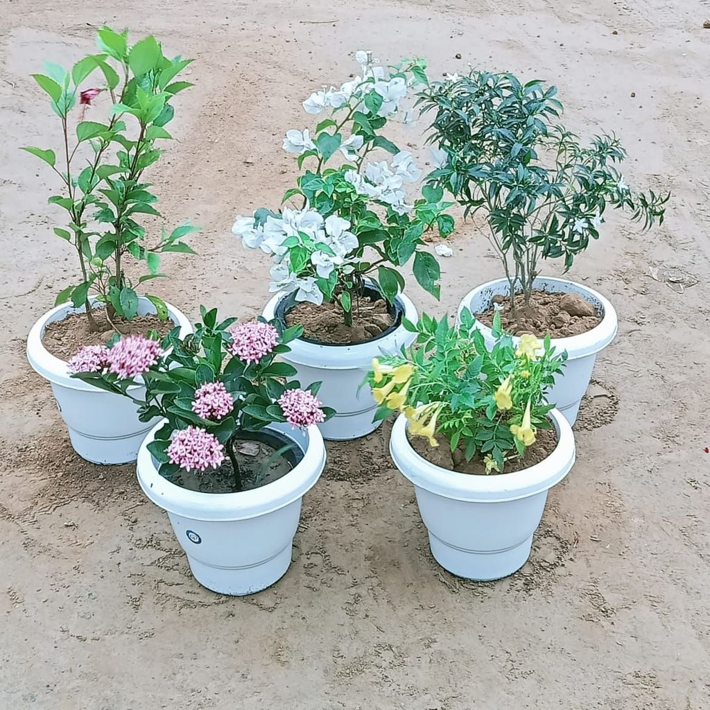 Flower Garden Special - Set of 5 - Hibiscus, Ixora, Chandni, Bougainvillea, Tecoma (any colour) in 10 Inch Classy White Plastic Pot