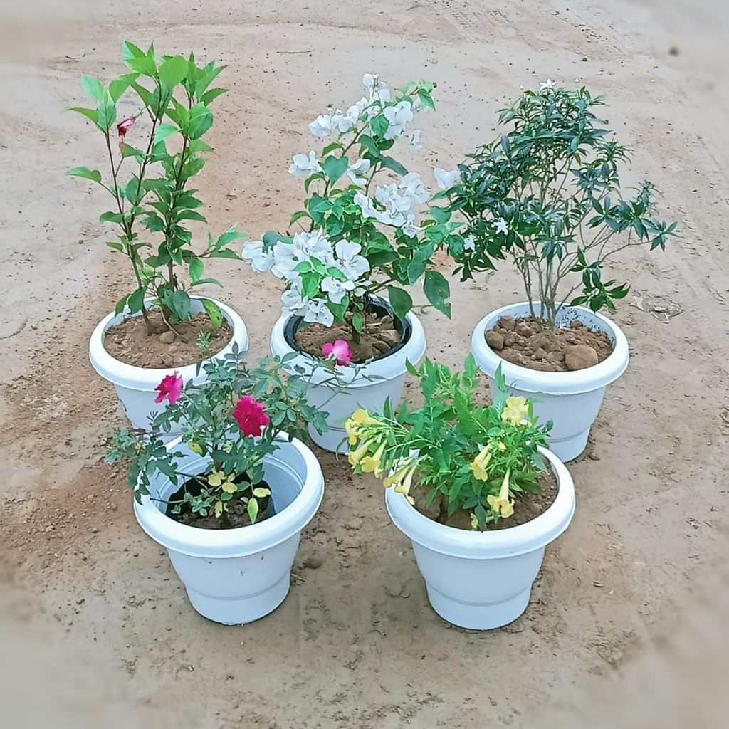 Flower Garden Special - Set of 5 - Hibiscus, Ixora,Chandni, Bougainvillea & Tecoma (any colour) in 8 Inch Classy White Plastic Pot