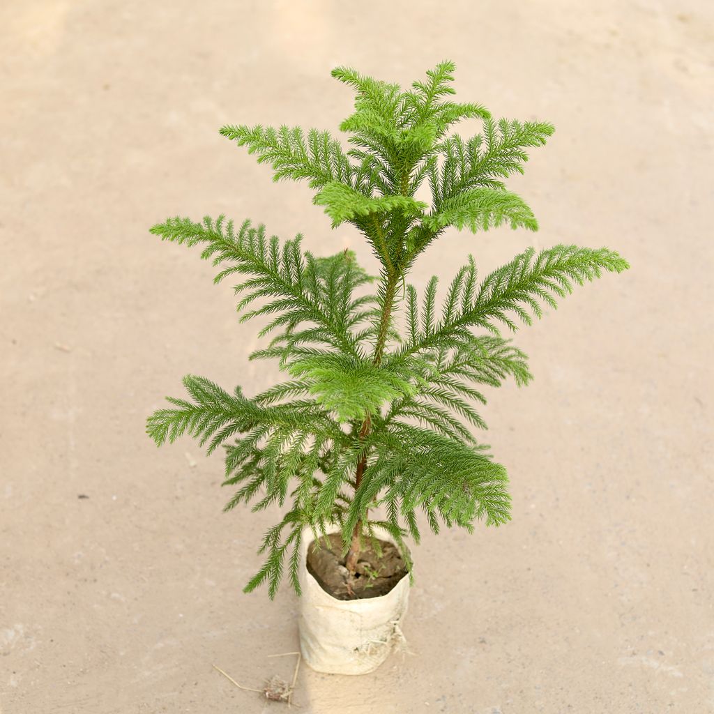 Araucaria / Christmas Tree in 6 inch Nursery Bag