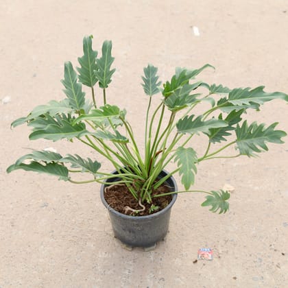 Buy Xanadu Green in 8 inch Nursery Pot Online | Urvann.com