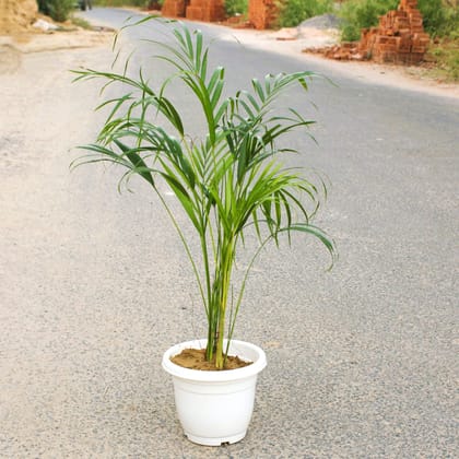 Buy Areca Palm (~ 1 Ft) in 8 Inch Classy White Plastic Pot Online | Urvann.com