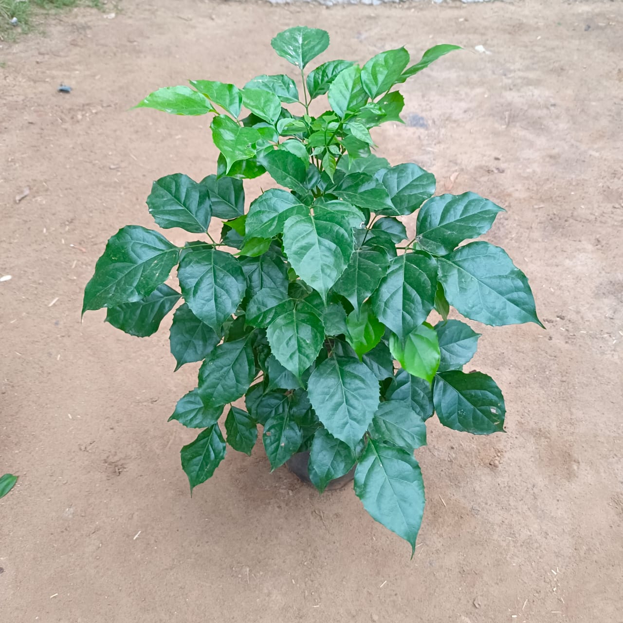 Radermachera / China Doll in 5 Inch Nursery Pot