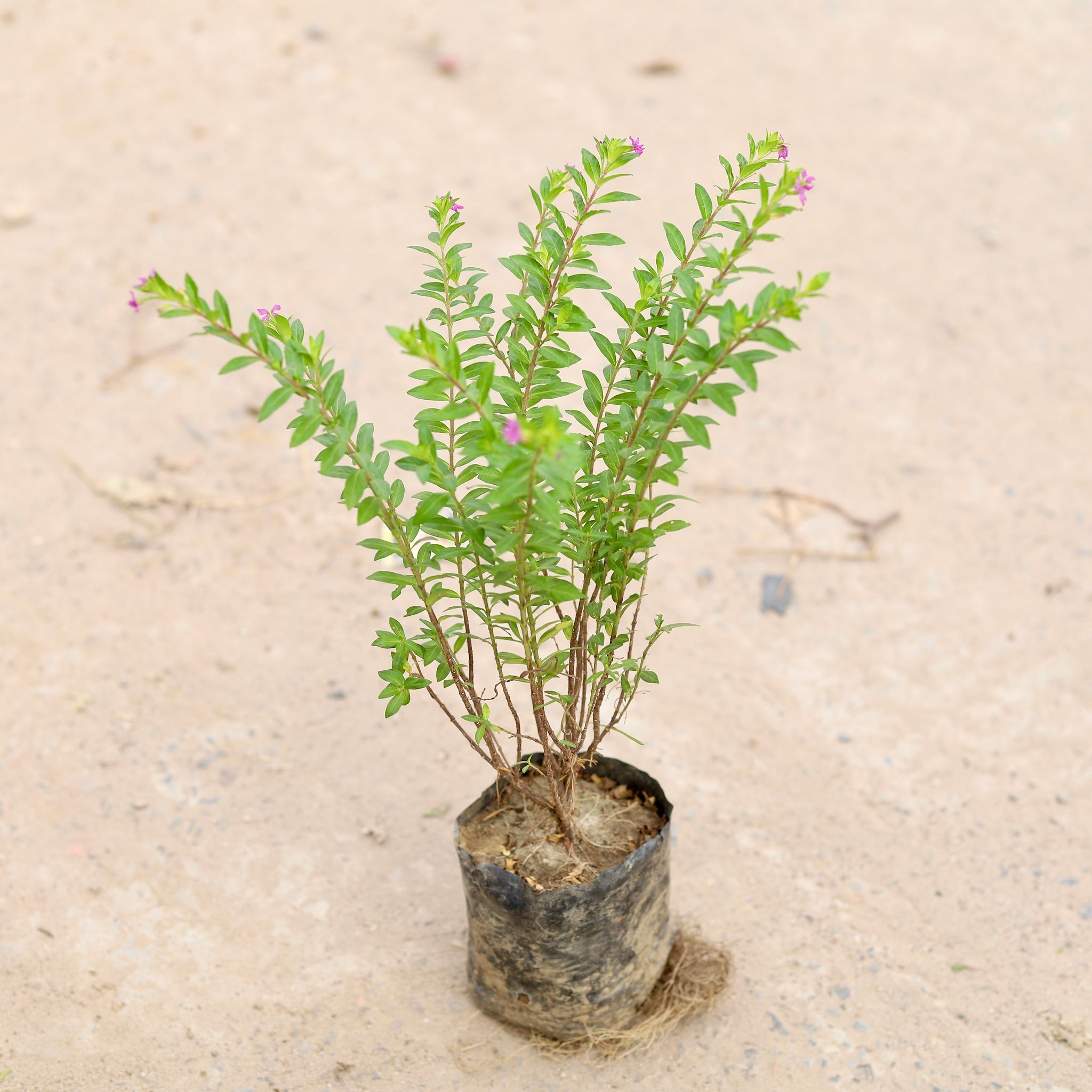 Cuphea / False Heather in 4 inch Nursery Bag
