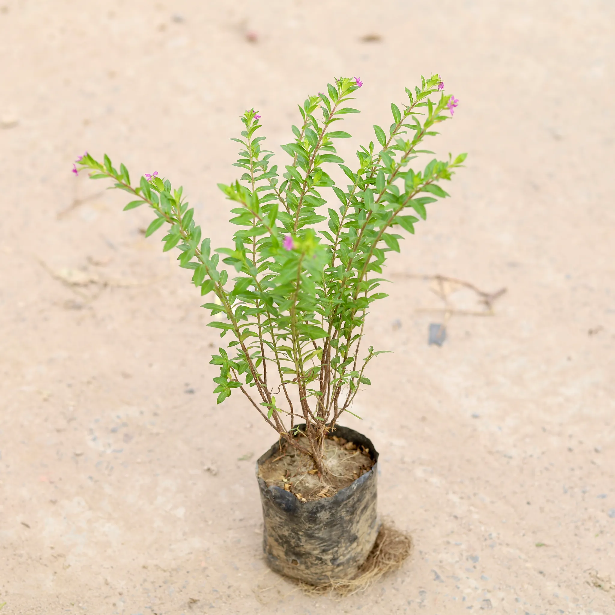 Cuphea / False Heather in 4 inch Nursery Bag