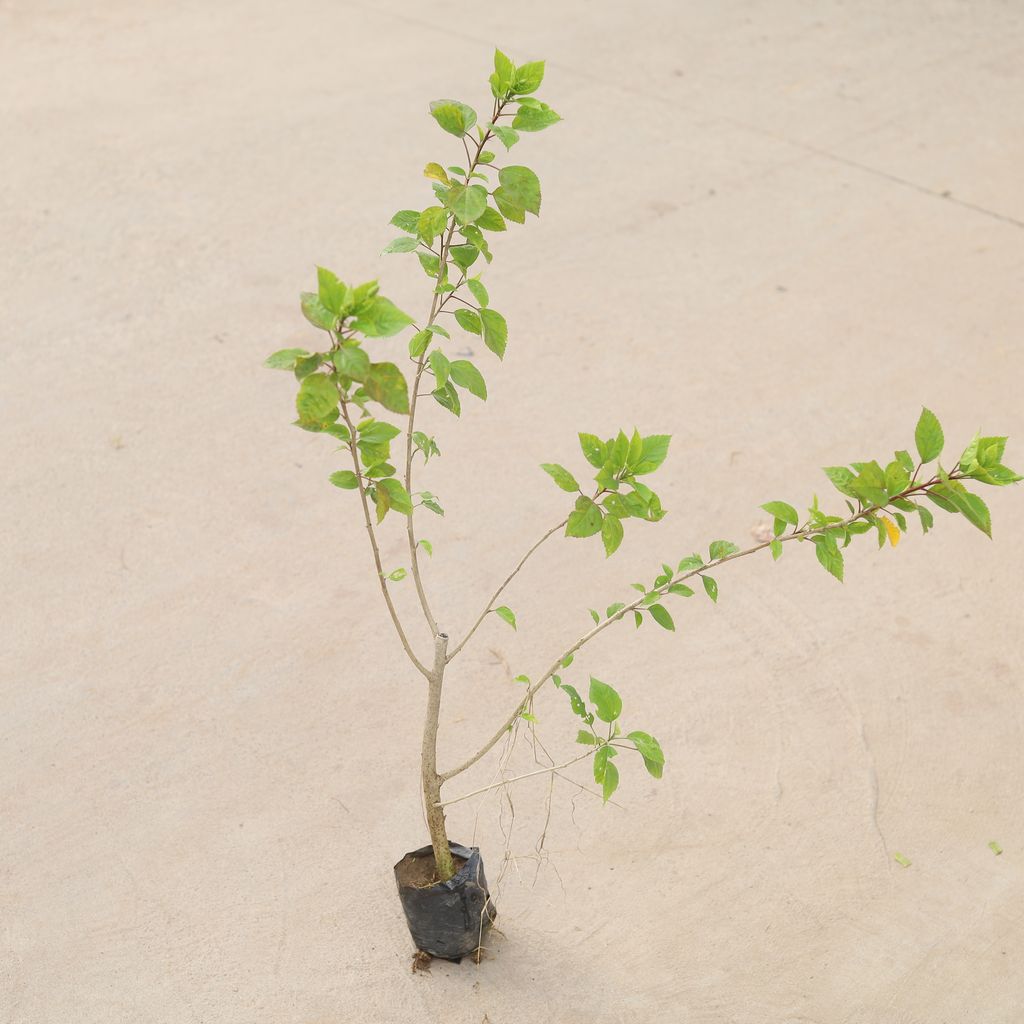 Hibiscus / Gudhal Desi (any colour) in 4 inch Nursery Bag