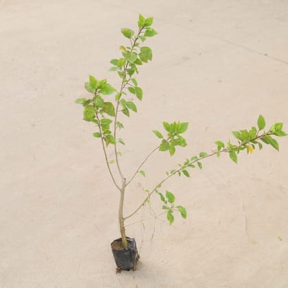 Buy Hibiscus Desi (any colour) in 4 inch Nursery Bag Online | Urvann.com