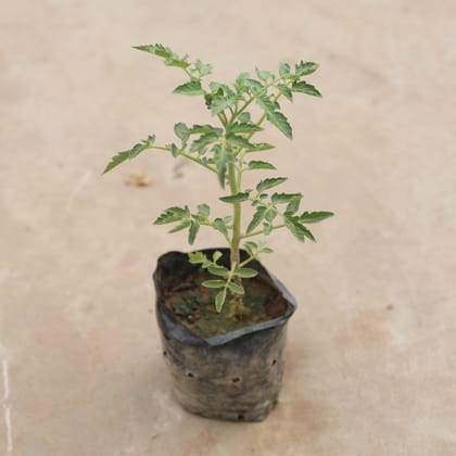 Buy Tomato Plant in 4 inch Nursery Bag Online | Urvann.com
