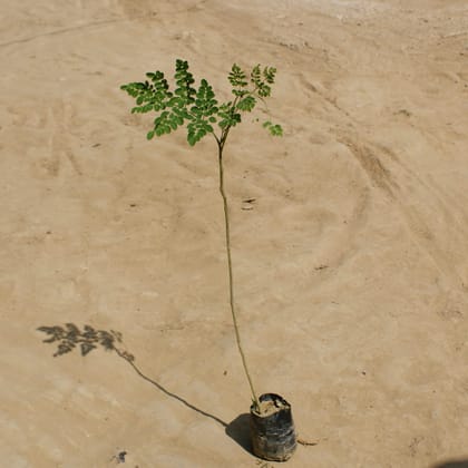 Buy Saijan / Moringa / Drumstick  in 4 Inch Nursery Bag Online | Urvann.com