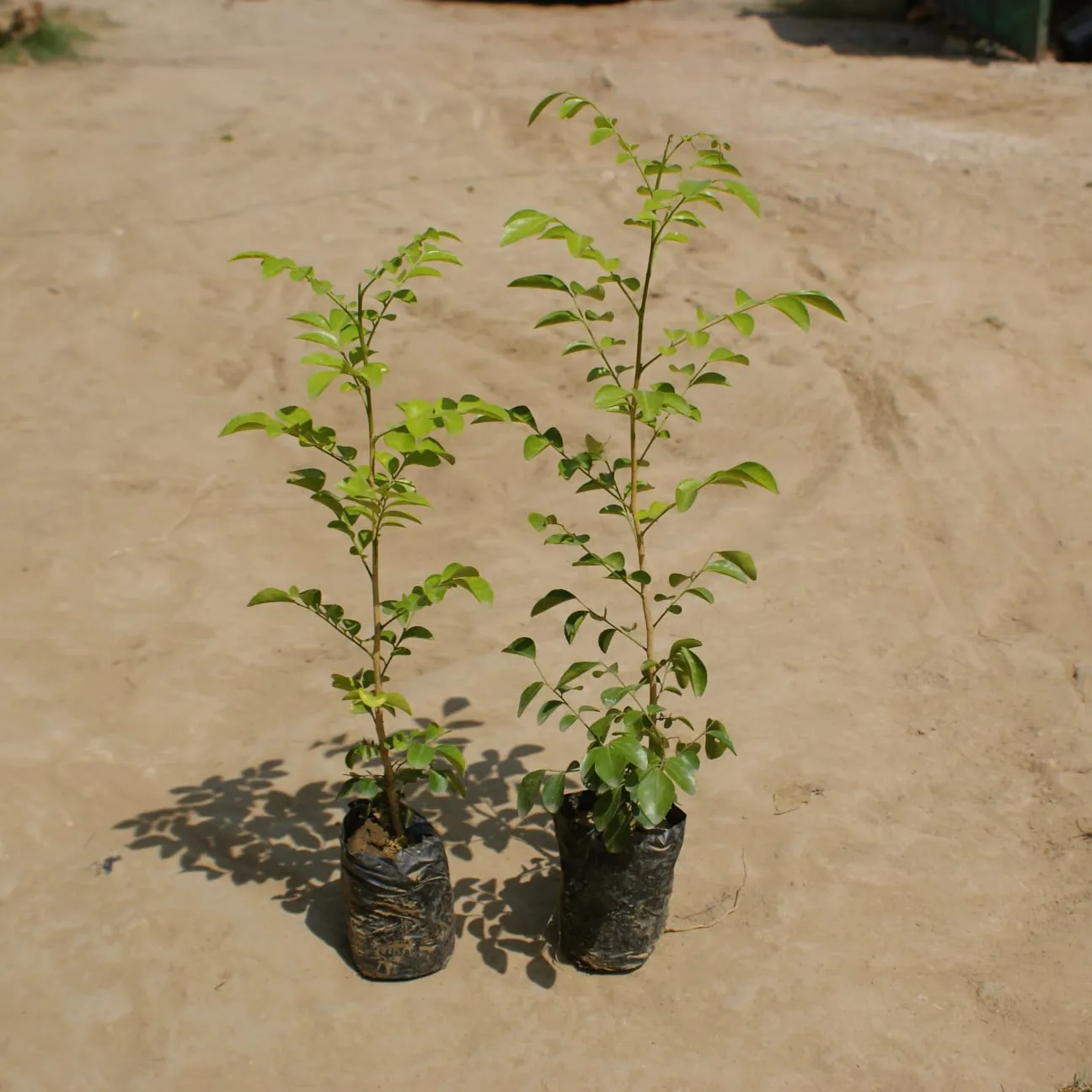 Set of 2 - Murraya / Kamini Desi in 4 Inch Nursery Bag