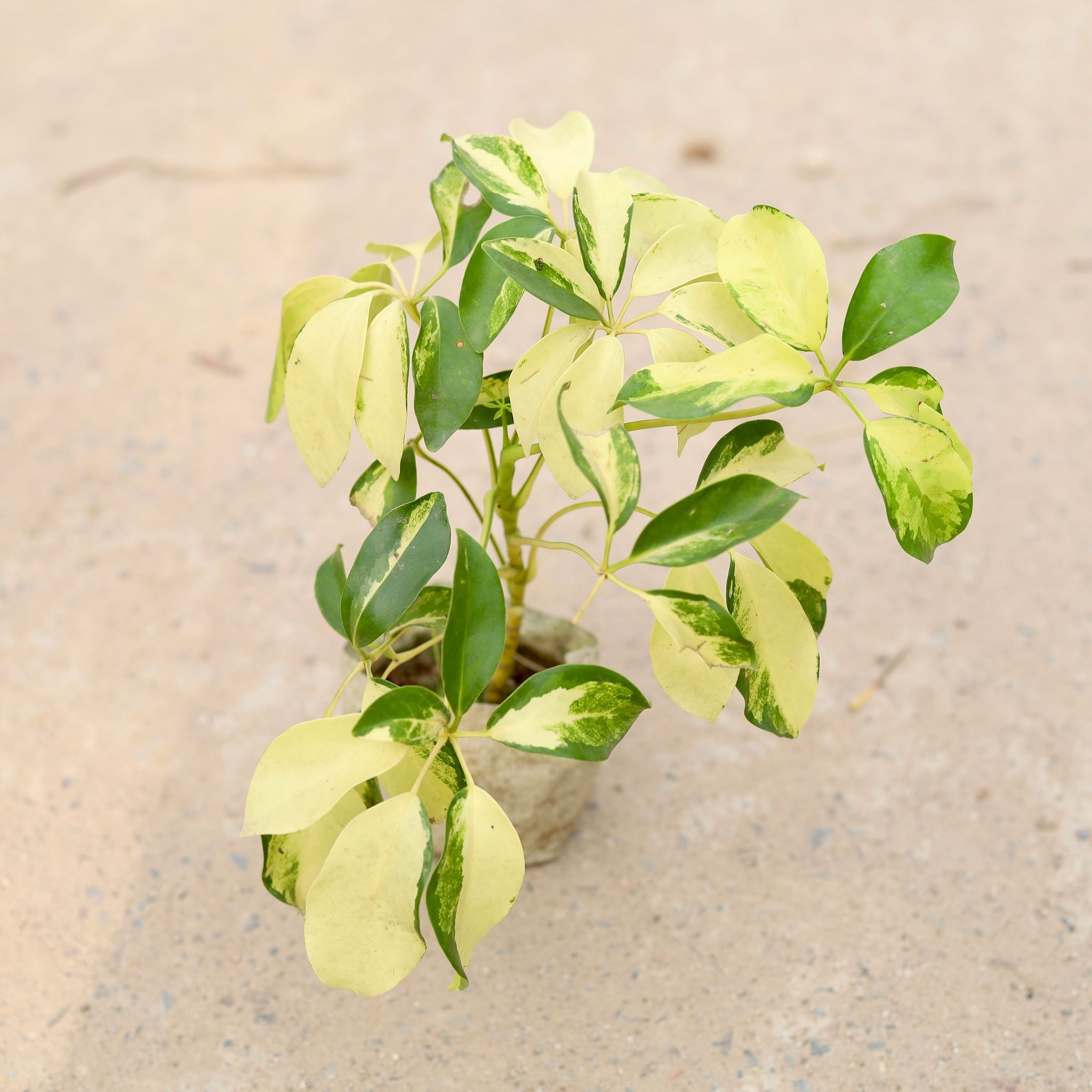 Schefflera Brassia in 4 inch Nursery Bag