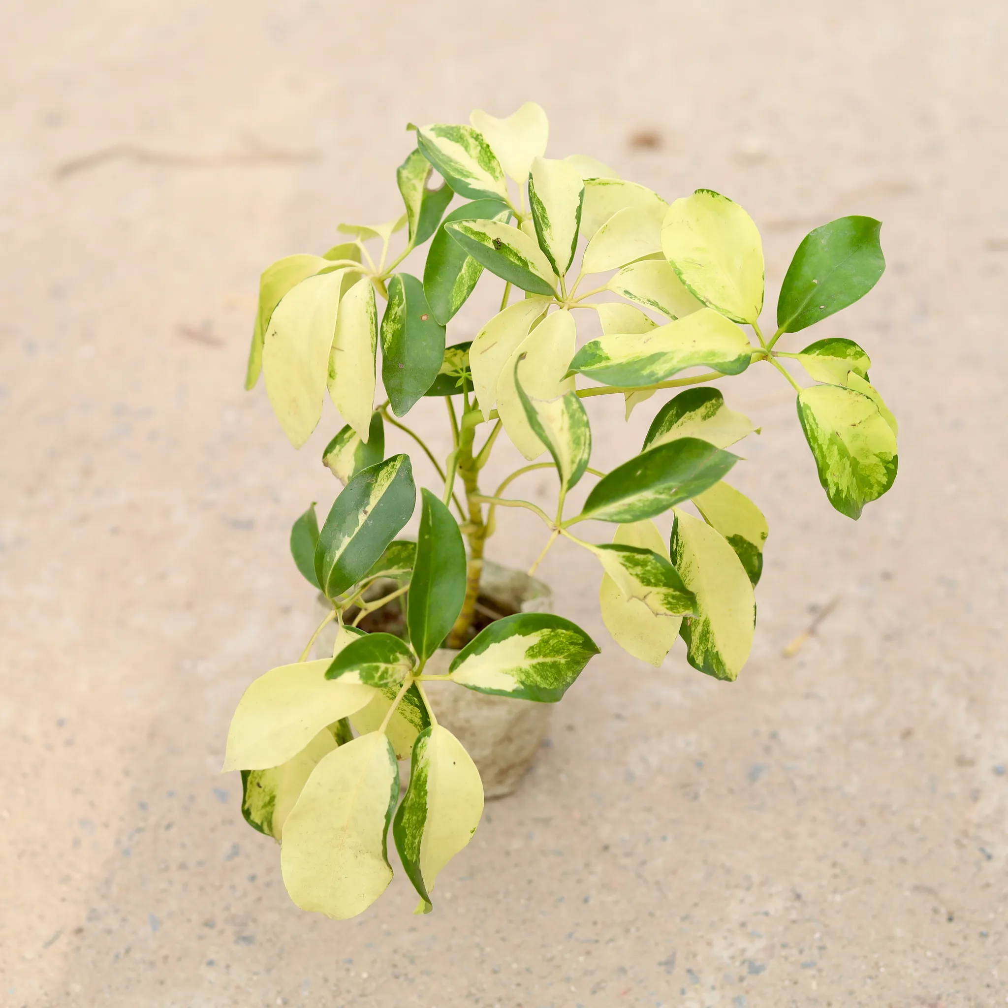 Schefflera Brassia in 4 inch Nursery Bag