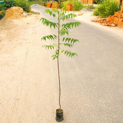 Buy Neem / Azadirachta Indica in 5 Inch Nursery Bag Online | Urvann.com