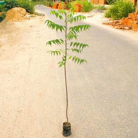 Neem / Azadirachta Indica (~ 1Ft) in 5 Inch Nursery Bag