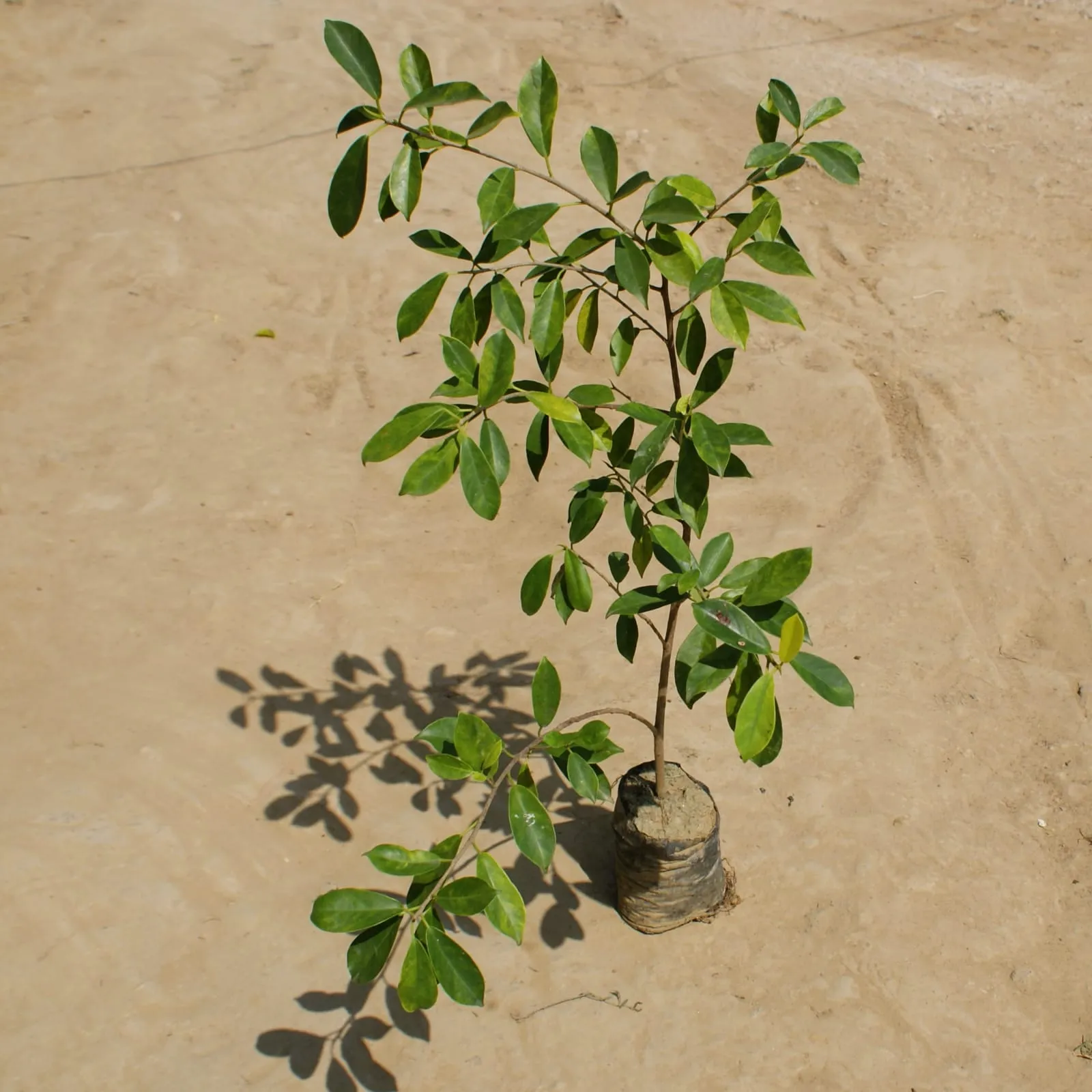 Ficus Panda in 5 Inch Nursery Bag