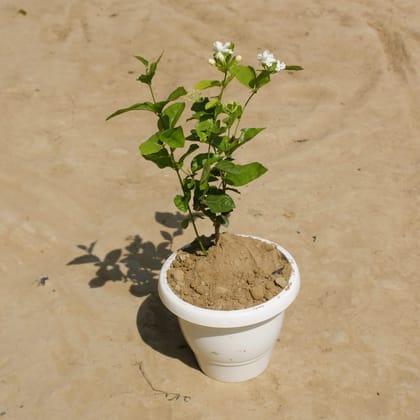 Buy Mogra White in 8 Inch Classy White Plastic Pot Online | Urvann.com