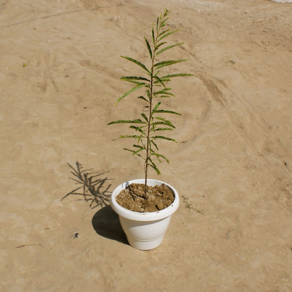 Amla / Indian Gooseberry in 8 Inch Classy White Plastic Pot