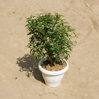 Buy Chandni Dwarf in 8 Inch Classy White Plastic Pot Online | Urvann.com