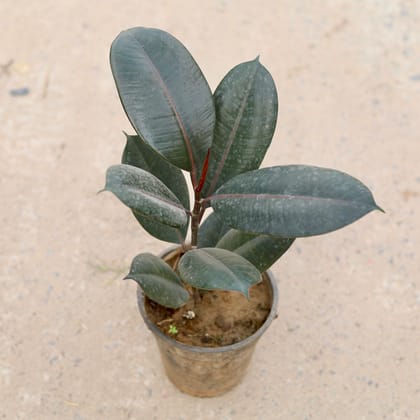 Buy Rubber plant in 6 inch Nursery Pot Online | Urvann.com