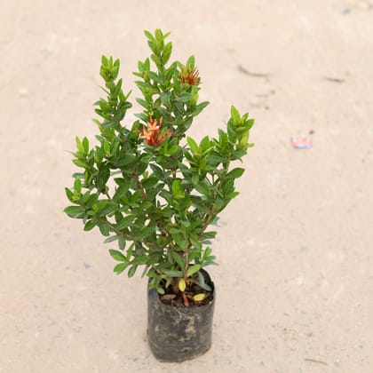 Buy Ixora Dwarf (any colour) in 4 inch Nursery Bag Online | Urvann.com