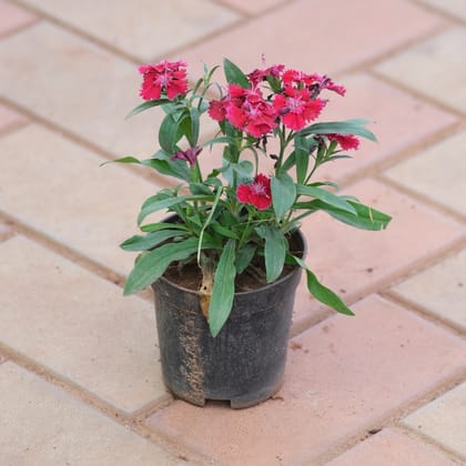 Buy Dianthus Red in 4 Inch Plastic Pot Online | Urvann.com
