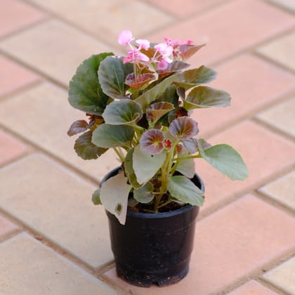Buy Begonia Pink in 4 Inch Plastic Pot Online | Urvann.com
