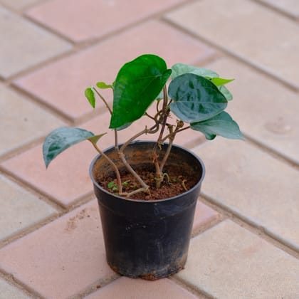 Buy Paan in 4 Inch Plastic Pot Online | Urvann.com