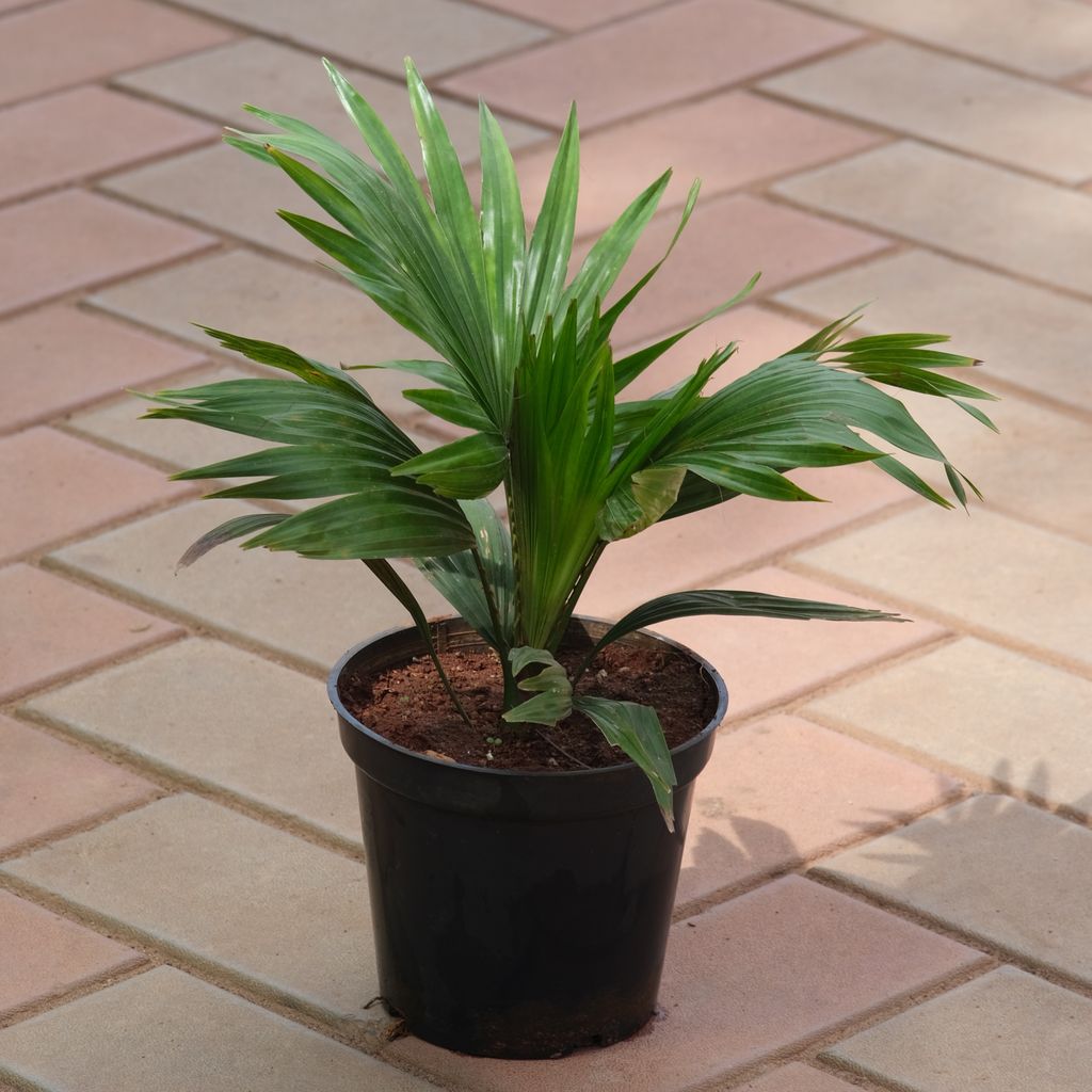 Table Palm in 6 Inch Nursery Pot